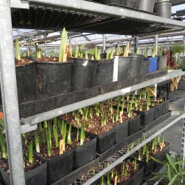 Bulbs being forced for the Northwest Flower & garden Show