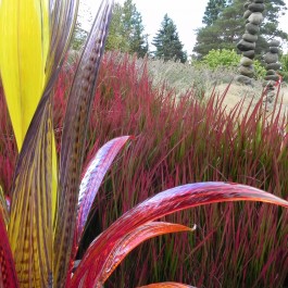 Glass art by Jesse Kelly with Japanese Blood Grass in the background represents the Fire element