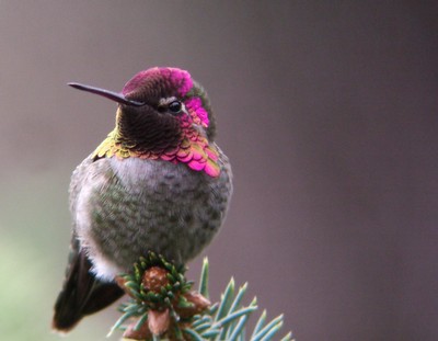 Anna's hummingbird - Jack Doyle