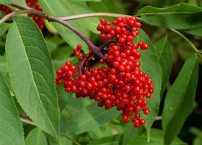 red elderberry - hoodriverswcd