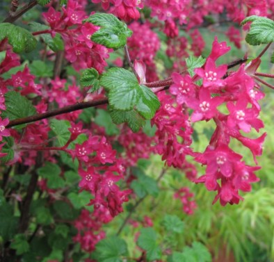 flowering currant - Jacksons Nurseries