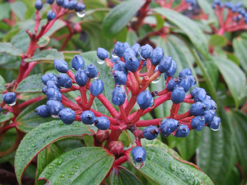 David viburnum 