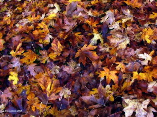 Fall leaves Image by Gary Richardson