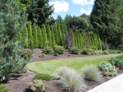 Arborvitae hedge Sublime Garden Design