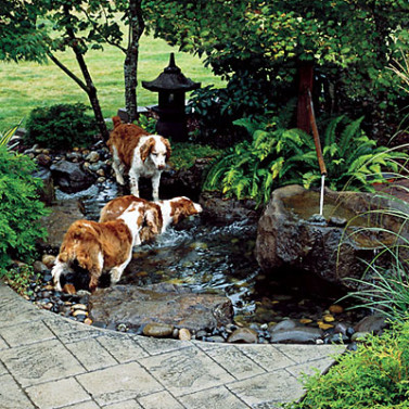 Dogscaping Part 2: Tips for Designing a Beautiful Dog-friendly Garden