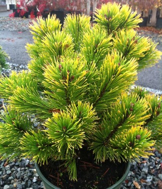 Carsten's Wintergold mugo pine