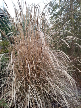 winter grass