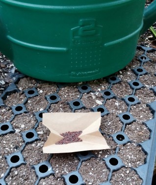 Seeds all ready to be sown 