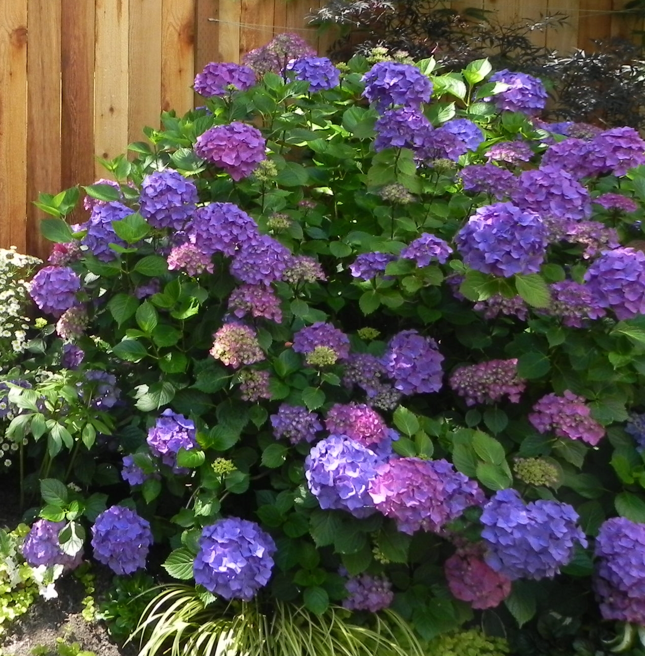 Hydrangea macrophylla deep blue_purple Sublime Garden Design Landscape Design & Landscape