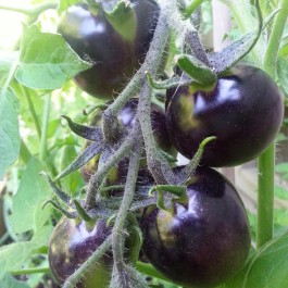 Tomatoes_SublimeGardenDesign