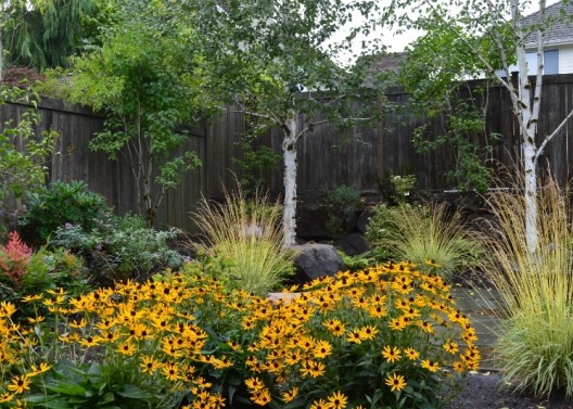 Drought tolerant Rudbeckia f. 'Goldsturm' brightens up this side yard