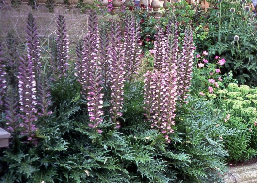 acanthus spinosus_800x570