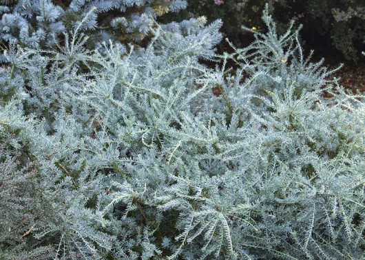 podocarpus alpinus blue gem_800x570