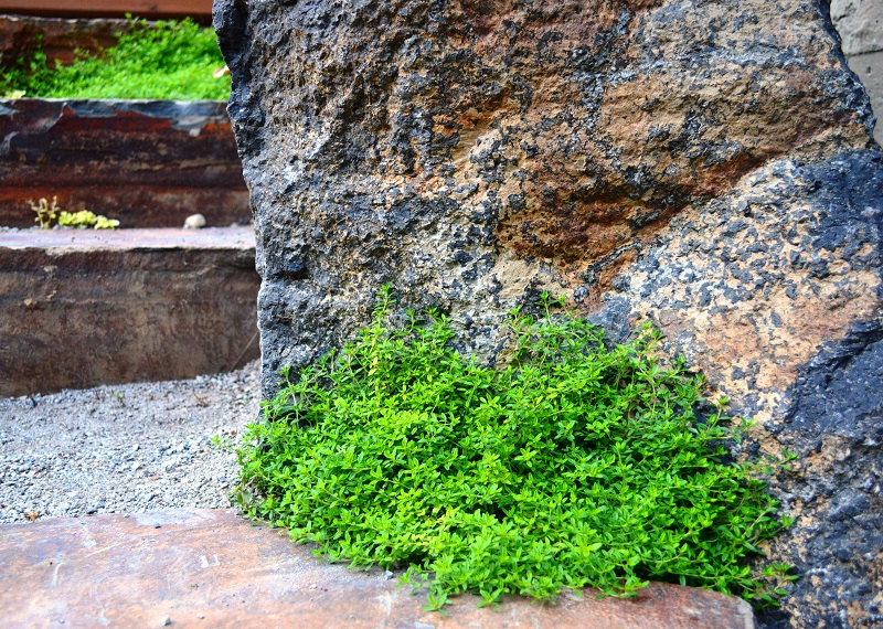 Lemon Thyme (Thymus citronella) easily fits into tiny nooks in the garden