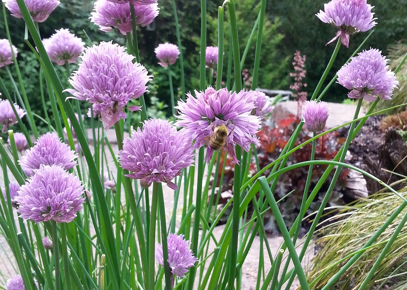 allium schoenoprasum_800x570