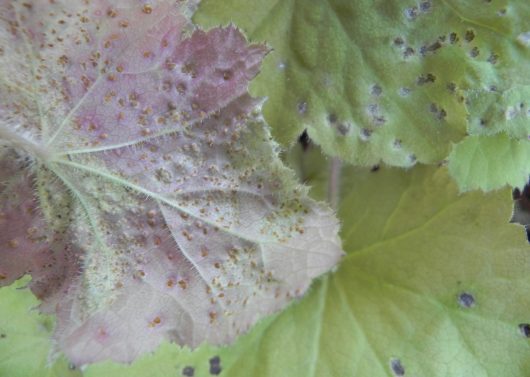 Heuchera Rust