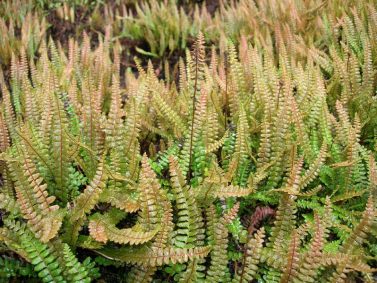 Alpine Water Fern (Blechnum penna-marina) by Plant Systemics