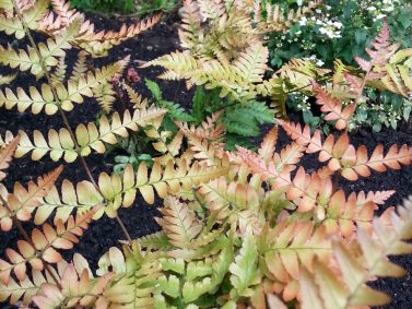 Autumn Fern (Dryopertis erythrosora ‘Brilliance’)