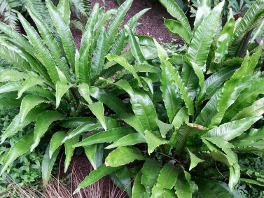 Hart's Tongue Fern (Asplenium scolopendrium)