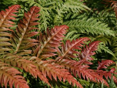 Jeweled Chain Fern (Woodwardia unigemmata) by Hardy Fern Foundation