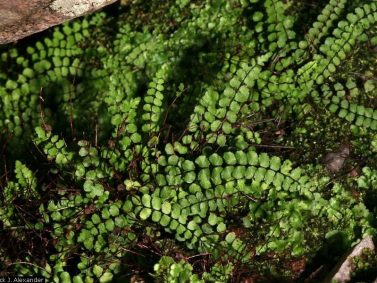 Maidenhair Spleenwort (Asplenium trichomanes) by Patrick J. Alexander (USDA-NCRS Plant Database)