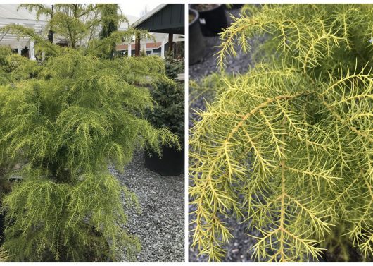 Cryptomeria japonica 'Elegans Aurea' (Golden Elegans Japanese Cedar)