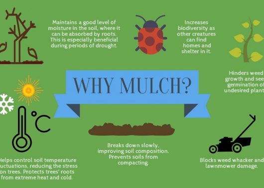 Mulch Benefits Photo Courtesy of Oakvillegreen Conservation Association