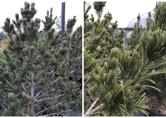 Pinus cembra 'Glauca Compacta' (Blue Swiss Stone Pine)