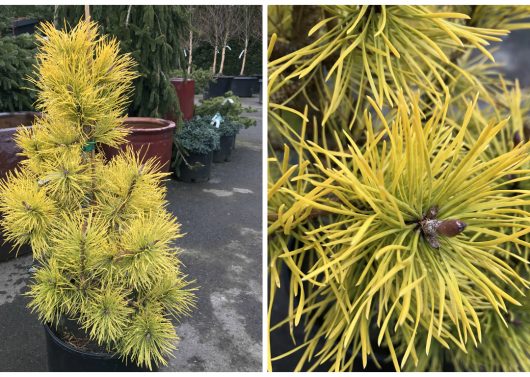 Pinus contorta var. latifolia 'Chief Joseph' (Chief Joseph Lodgepole Pine)