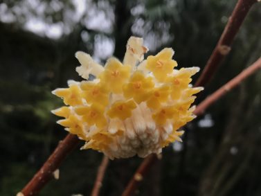 Chinese Paperbush (Edgeworthia chrysantha)
