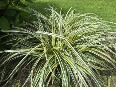Feather Falls Variegated Sedge (Carex 'Feather Falls') Photo Courtesy of T & L Nursery