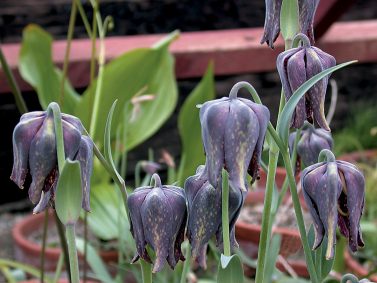 Chocolate Lily (Fritillaria affinis) Photo Courtesy of Pacific Horticulture Society
