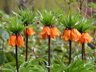 Crown Imperial (Fritillaria imperialis) Photo Courtesy of Butchart Gardens