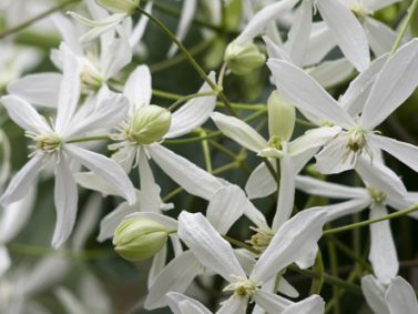 Evergreen Clematis (Clematis armandii ‘Snowdrift’) Photo Coutesy of Great Plant Picks