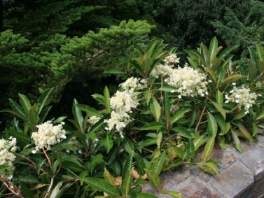 Evergreen Climbing Hydrangea (Hydrangea integrifolia) Photo Courtesy of Great Plant Picks