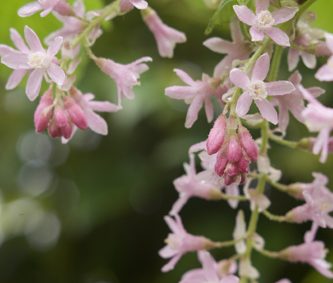 Flowering Currant (Ribes sanguineum) Photo Courtesy of Great Plant Picks