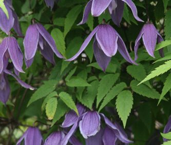 Purple Alpine Clematis (Clematis ‘Helsingborg’) Photo Courtesy of Great Plant Picks