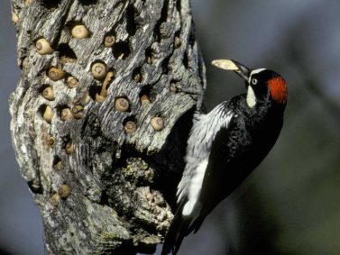 Woodpecker Photo Courtesy of Audubon Society