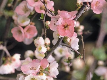Toyo-Nishiki Flowering Quince (Chaenomeles speciosa 'Toyo-Nishiki') Photo Courtesy of Monrovia