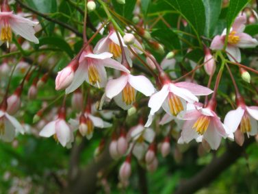 Pink Chimes Japanese Snowbell (Styrax japonica 'Pink Chimes') Photo Courtesy of Quora