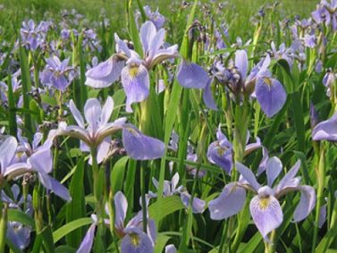Blue Flag Wild Iris Photo Courtesy of American Meadows