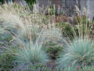 Blue Oat Grass (Helioctotrichon sempervirens) Photo Courtesy of Verde River Growers