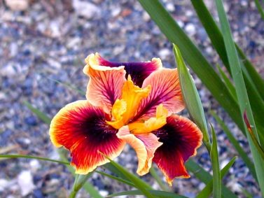 Pacific Coast Iris 'Earthquake'