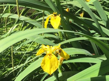 Yellow Flag Wild Iris