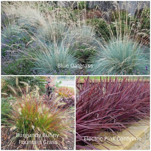 Drought Tolerant Grasses (Photos Courtesy of Verde River Growers and Monrovia)