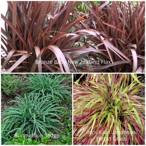 Coarse Textured Grasses (Photos Courtesy of Gardener's Dream and Northcreek Nurseries)