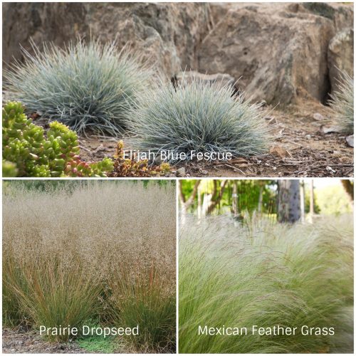 Fine Textured Grasses (Photos Courtesy of Monrovia and American Nurseryman)