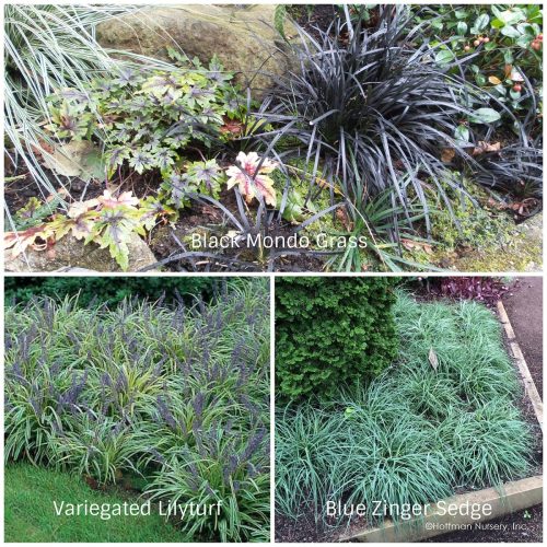 Groundcover Grasses (Photos Courtesy of Hoffman Nursery and White Flower Farm)
