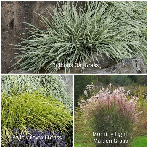 Sun Grasses (Photos Courtesy of Monrovia and Olgelsby Plants International)