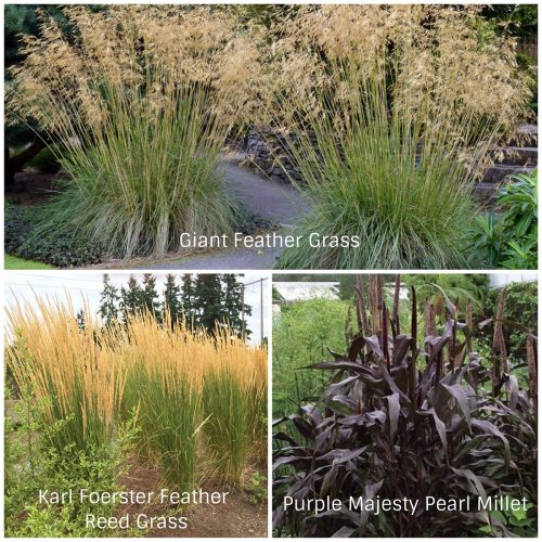 Tall Grasses (Photos Courtesy of Botanic Garden Photography and Fine Gardening)